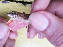 Anolis kemptoni