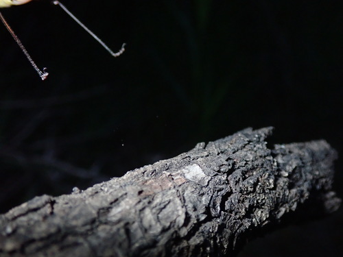 Black Saw Bush-cricket