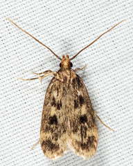 Martyringa latipennis
