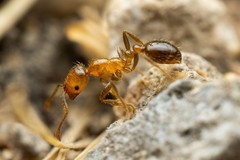 Solenopsis xyloni