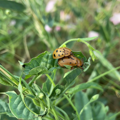 Chelymorpha cassidea
