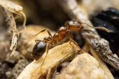 Solenopsis xyloni