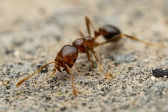 Solenopsis xyloni