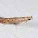 Isophrictis rudbeckiella - Photo 由 Tom Murray 所上傳的 (c) Tom Murray，保留部份權利CC BY-NC