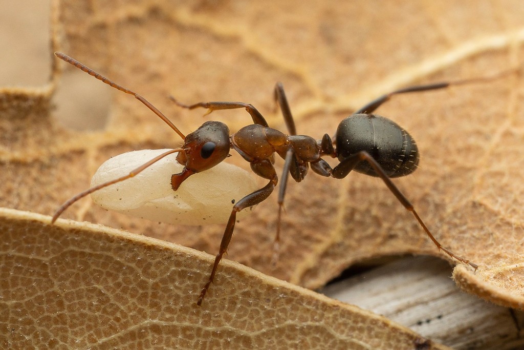 Formica foreliana