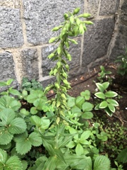 Epipactis helleborine