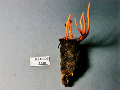 Cordyceps nidus