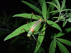 Leptophyes laticauda