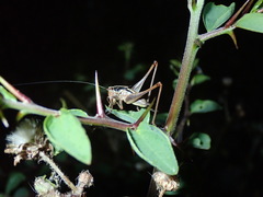 Pachytrachis striolatus