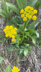 Pseudocymopterus
