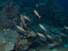 Pterocaesio lativittata