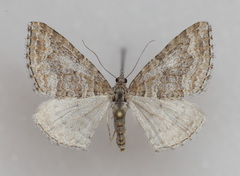 Perizoma custodiata