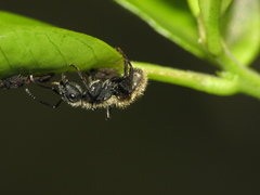 Camponotus mus