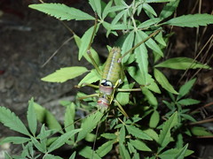 Ephippiger discoidalis