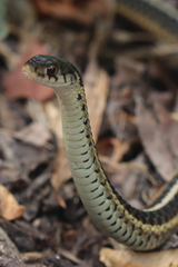 Thamnophis sirtalis sirtalis