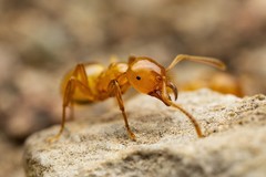 Lasius arizonicus