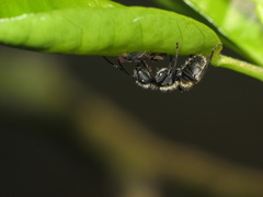 Camponotus mus