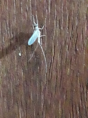 Ephemeroptera