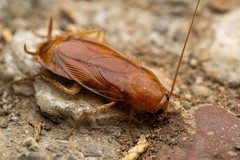 Parcoblatta notha