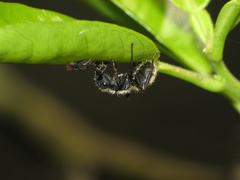 Camponotus mus