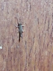 Ephemeroptera