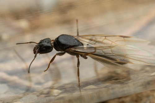 Liometopum luctuosum photo 3