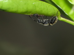 Camponotus mus