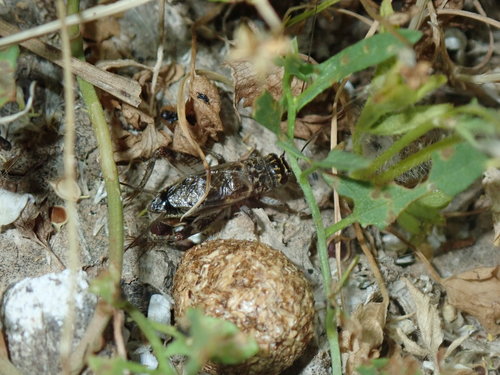 Primorski bjeloprugi šturak (Eumodicogryllus bordigalensis)