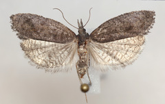 Hypena humuli