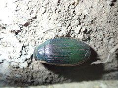 Dytiscus dimidiatus