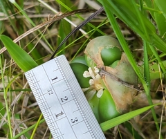 Hymenocallis palmeri
