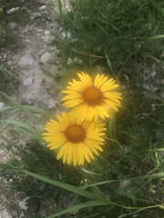 Gaillardia aristata