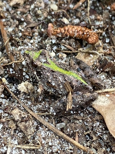 Southern Cricket Frog, Acris gryllus