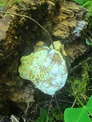 Trichoderma americanum