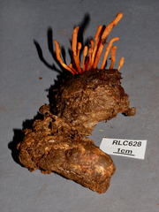 Cordyceps nidus