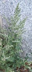 Chenopodium album