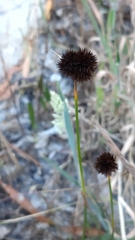 Juncus valvatus