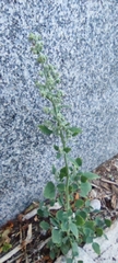 Chenopodium album