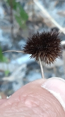 Juncus valvatus