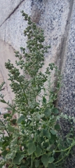 Chenopodium album