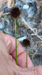 Juncus valvatus