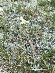 Antennaria microphylla
