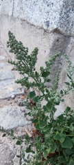 Chenopodium album