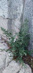 Chenopodium album