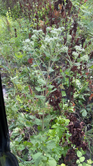 Eupatorium rotundifolium