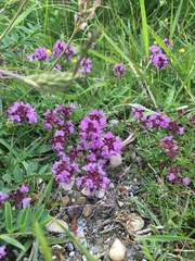 Thymus praecox britannicus