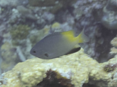 Pomacentrus nigromanus