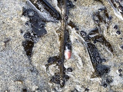Orienthella trilineata image