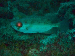 Priacanthus blochii