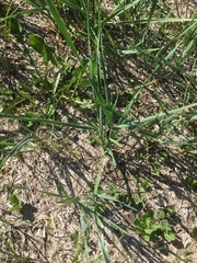 Elymus smithii